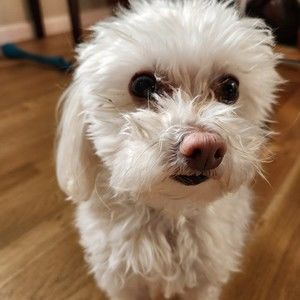 Meet your Posher, Lesley